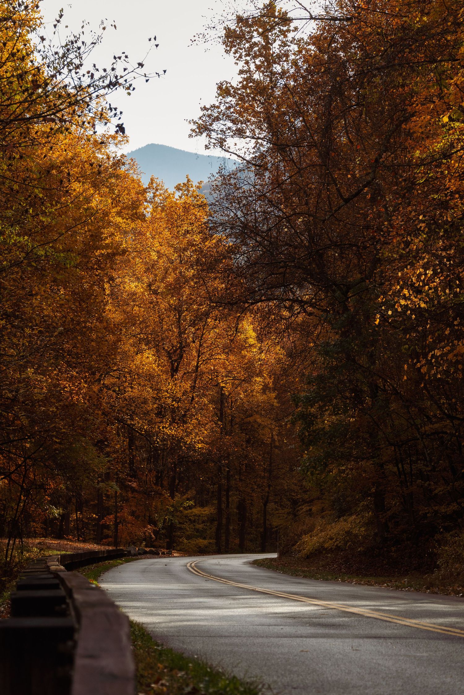 Winding autumn road lined with golden trees and mountain views in the distance.