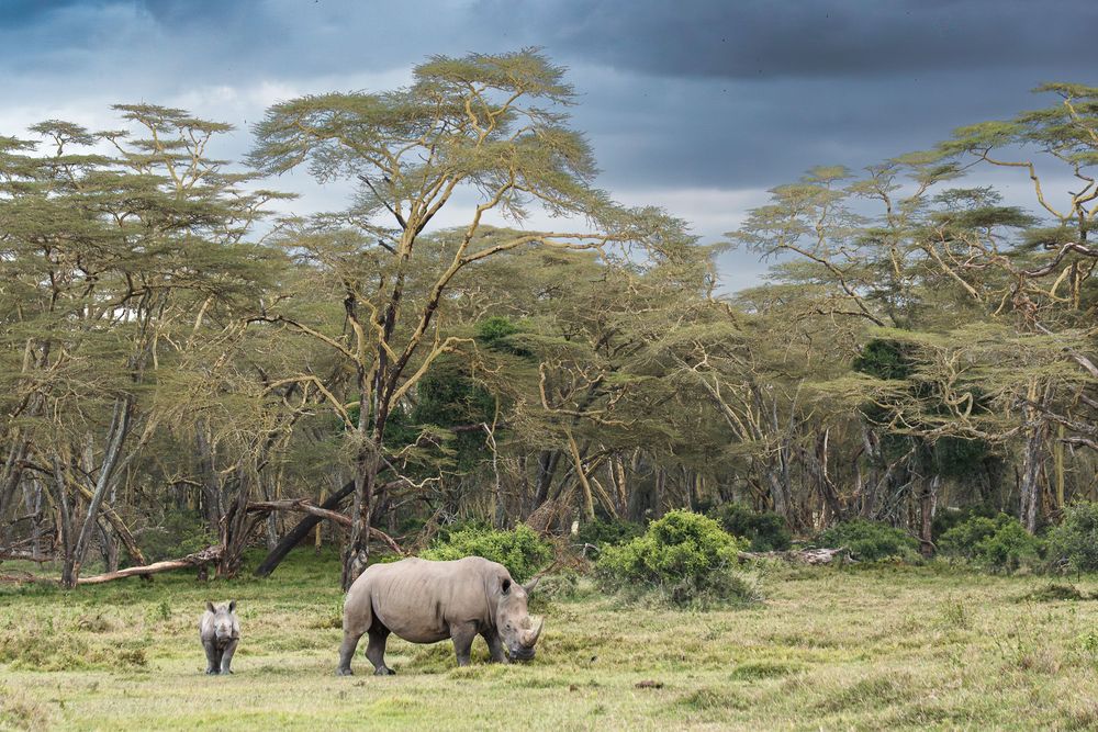 White rhinoceros grazing in front of acacia trees under stormy skies at Lake Nakuru National Park, Kenya.