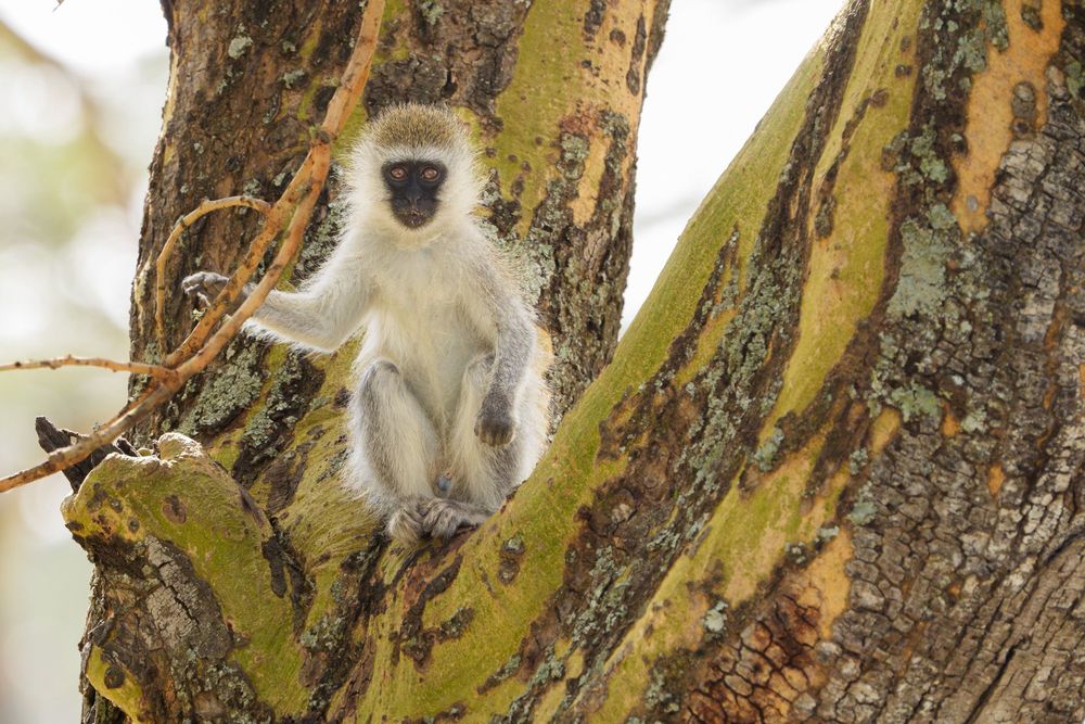 A vervet monkey with silvery-gray fur sits perched in a tree with yellow-tinged bark and leaves.