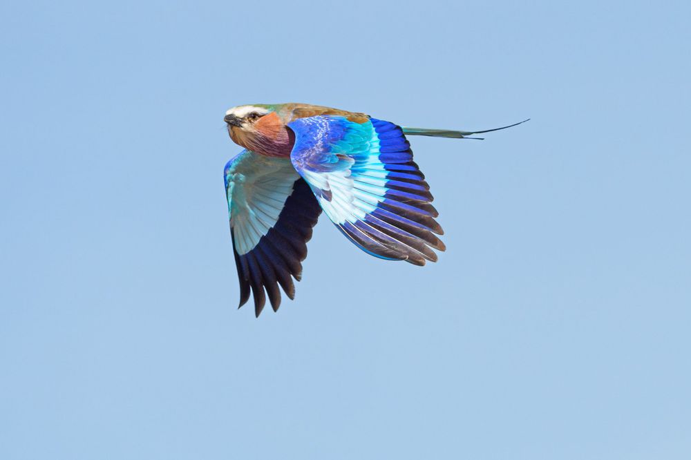 A Lilac-breasted Roller soars with wings spread displaying vibrant blue and turquoise feathers against the sky.