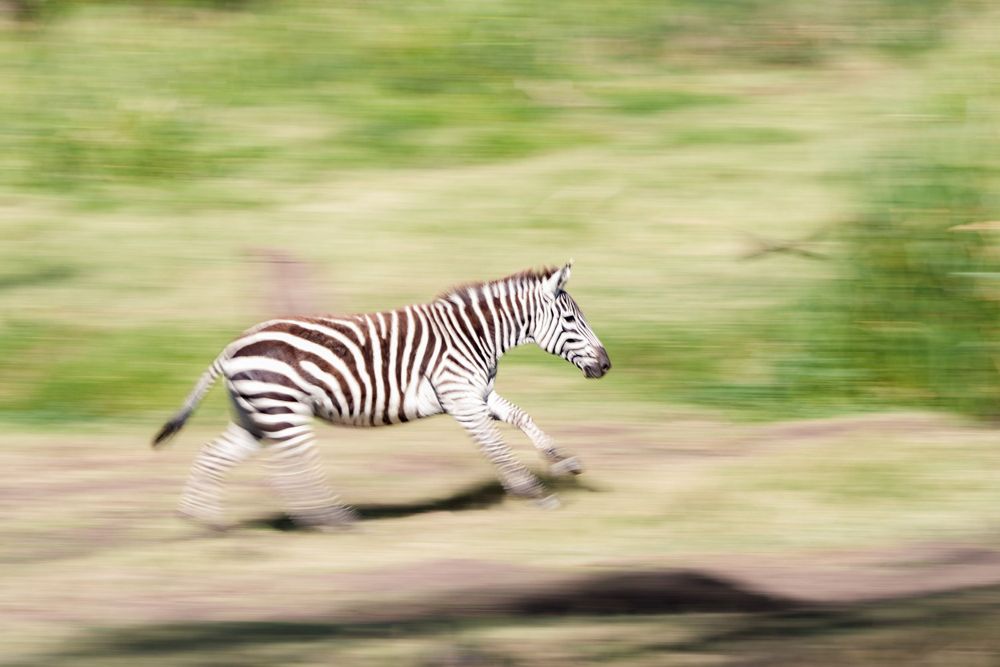 A zebra running at high speed with motion blur effect captured in natural habitat.