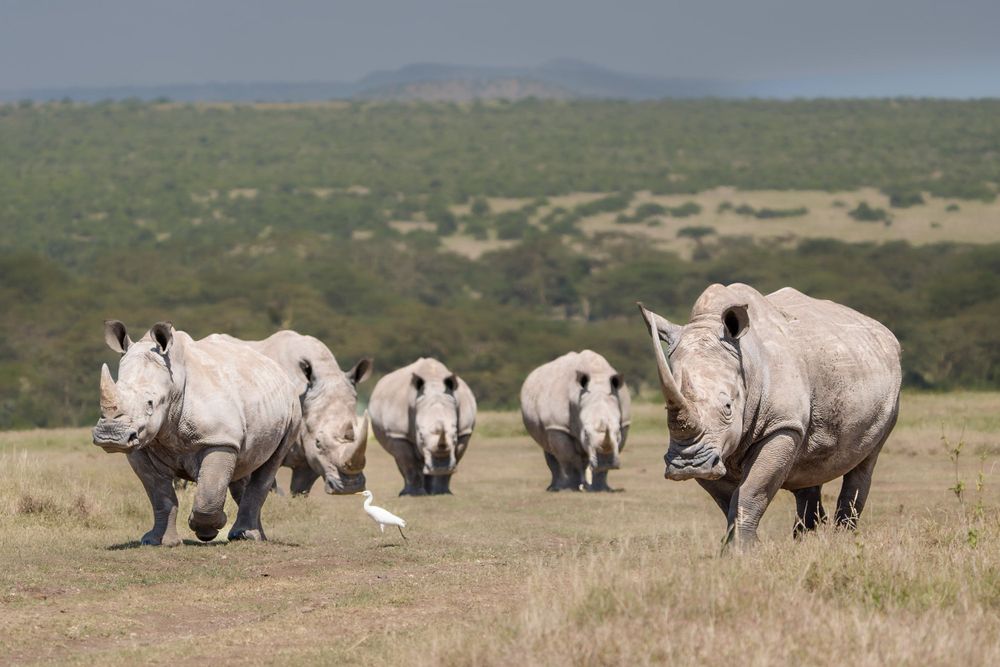 A group of white rhinoceros walking across a grassy savanna landscape during daytime.