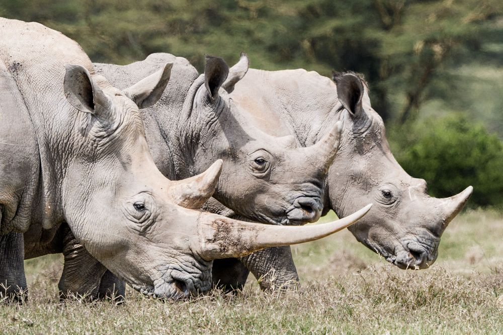 Three white rhinos with large horns stand together in a grassy field during daytime.