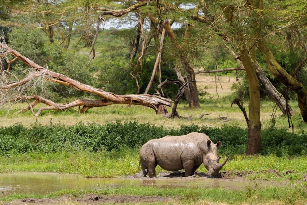 A white rhinoceros grazes near a water source in an African savanna landscape with acacia trees in the background.