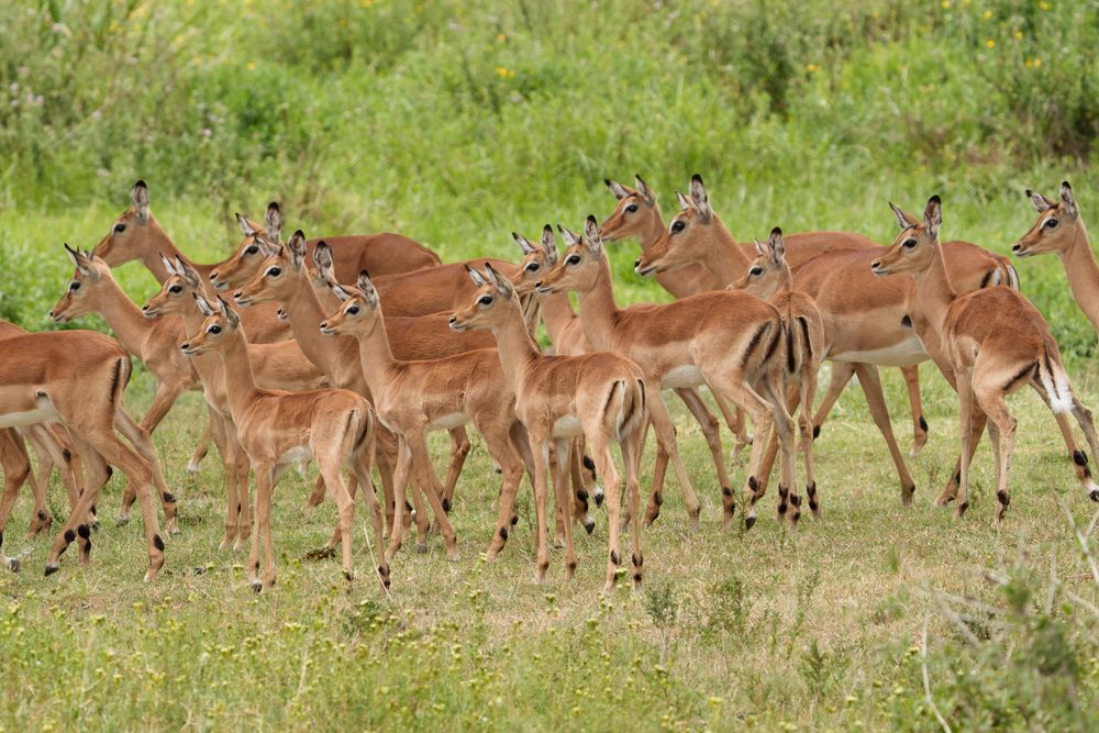 A herd of impala antelopes gather together in the green African savanna grassland.