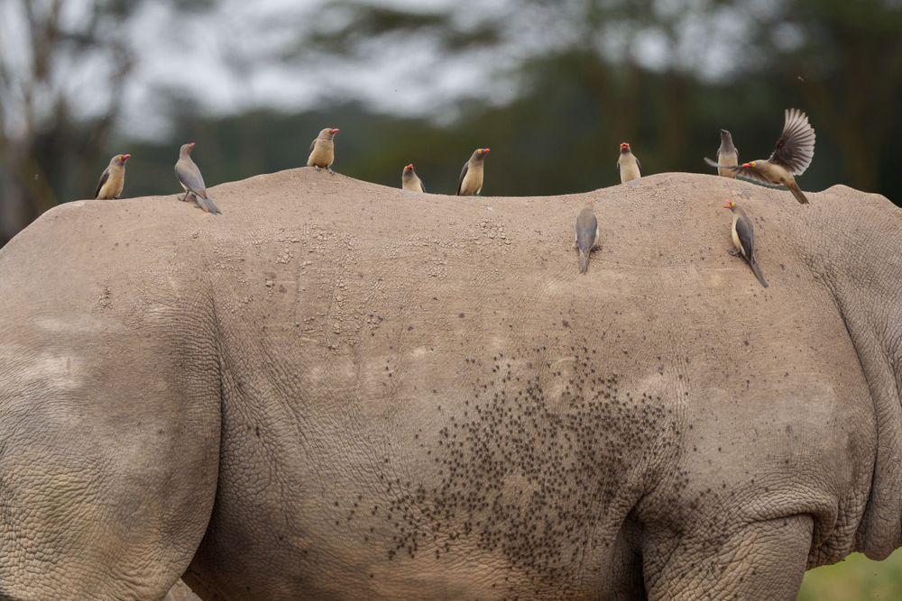 Small yellow and gray birds perched on the back of a large white rhinoceros in the wilderness.