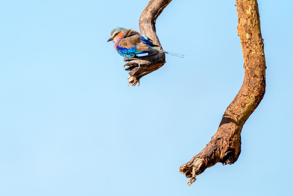 A Lilac-breasted Roller perches on a curved tree branch against a bright blue sky.