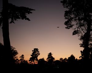 Silhouettes of pine trees frame a purple sunset sky with a small airplane visible in the distance.