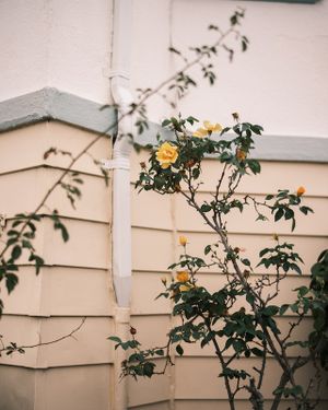 Yellow roses growing against beige siding of house.