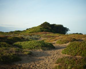 Sandy hiking trail leading up grassy coastal hill with shrubs and trees.