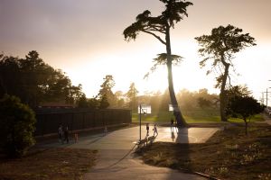 Golden sunset illuminates walking path with tall cypress trees in urban park.