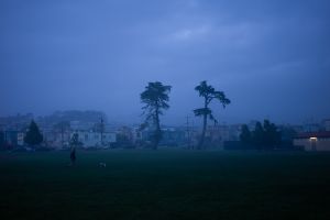 Misty blue twilight scene of tall trees silhouetted against foggy urban landscape.