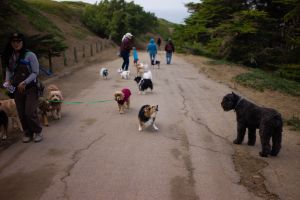 Group of dogs and their owners walking along a coastal path.