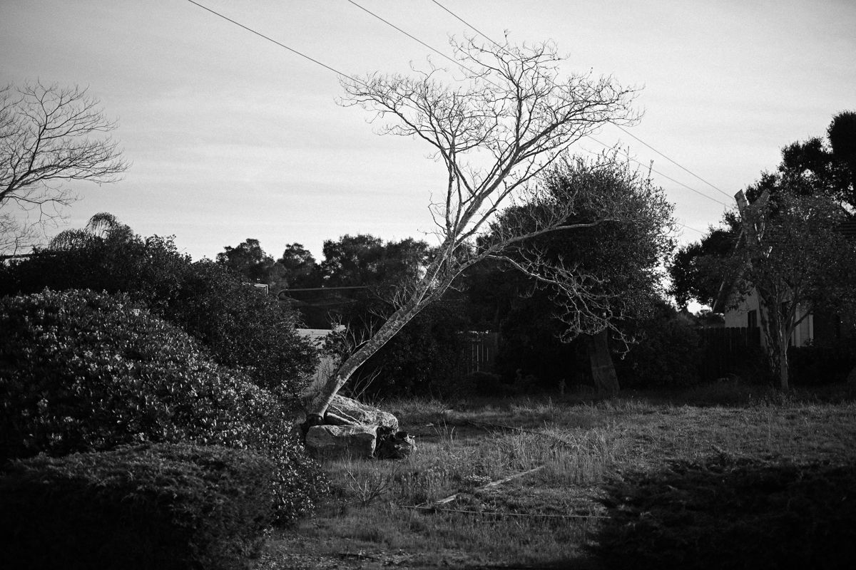 A black and white landscape photograph shows a solitary leaning tree against a moody sky in a rural setting.