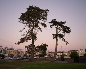 Two tall pine trees stand against a purple sunset sky in an urban setting.