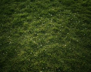 Lush green grass field dotted with small white wildflowers.