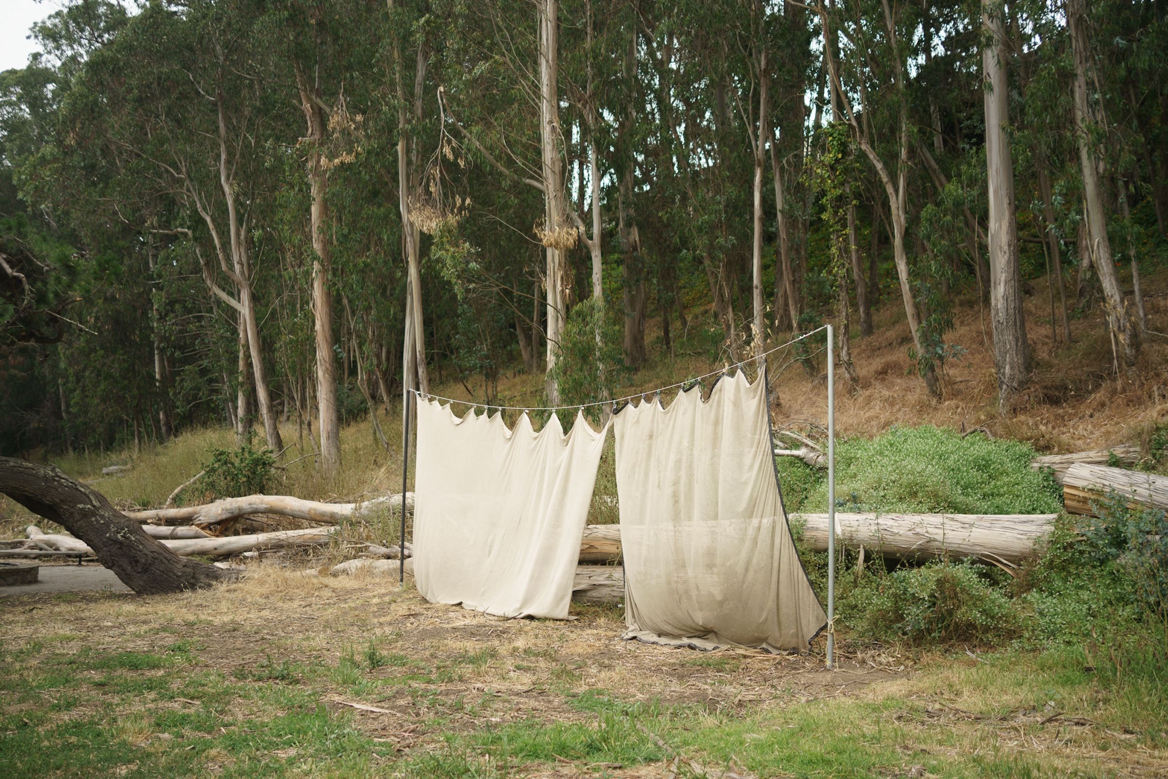 White laundry sheets hanging to dry between trees in a eucalyptus grove.