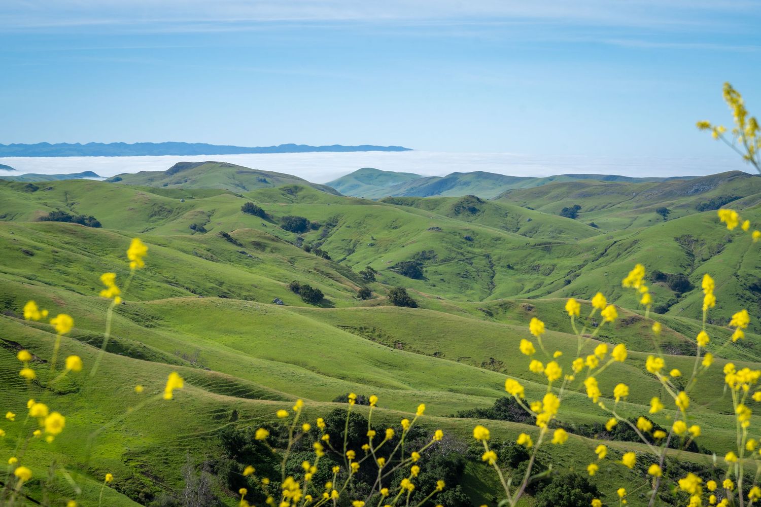 Rolling green hills stretch across the coastal California landscape dotted with yellow wildflowers under blue skies.