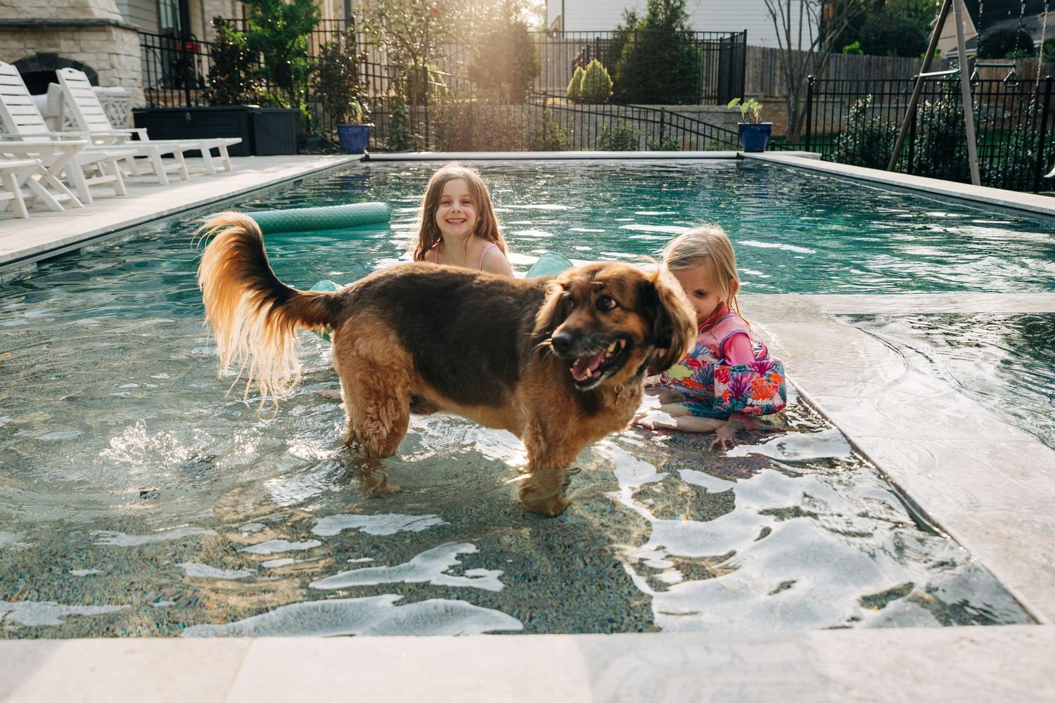A dog plays in a swimming pool on a sunny afternoon at a residential backyard with little kids in Charlotte, NC.