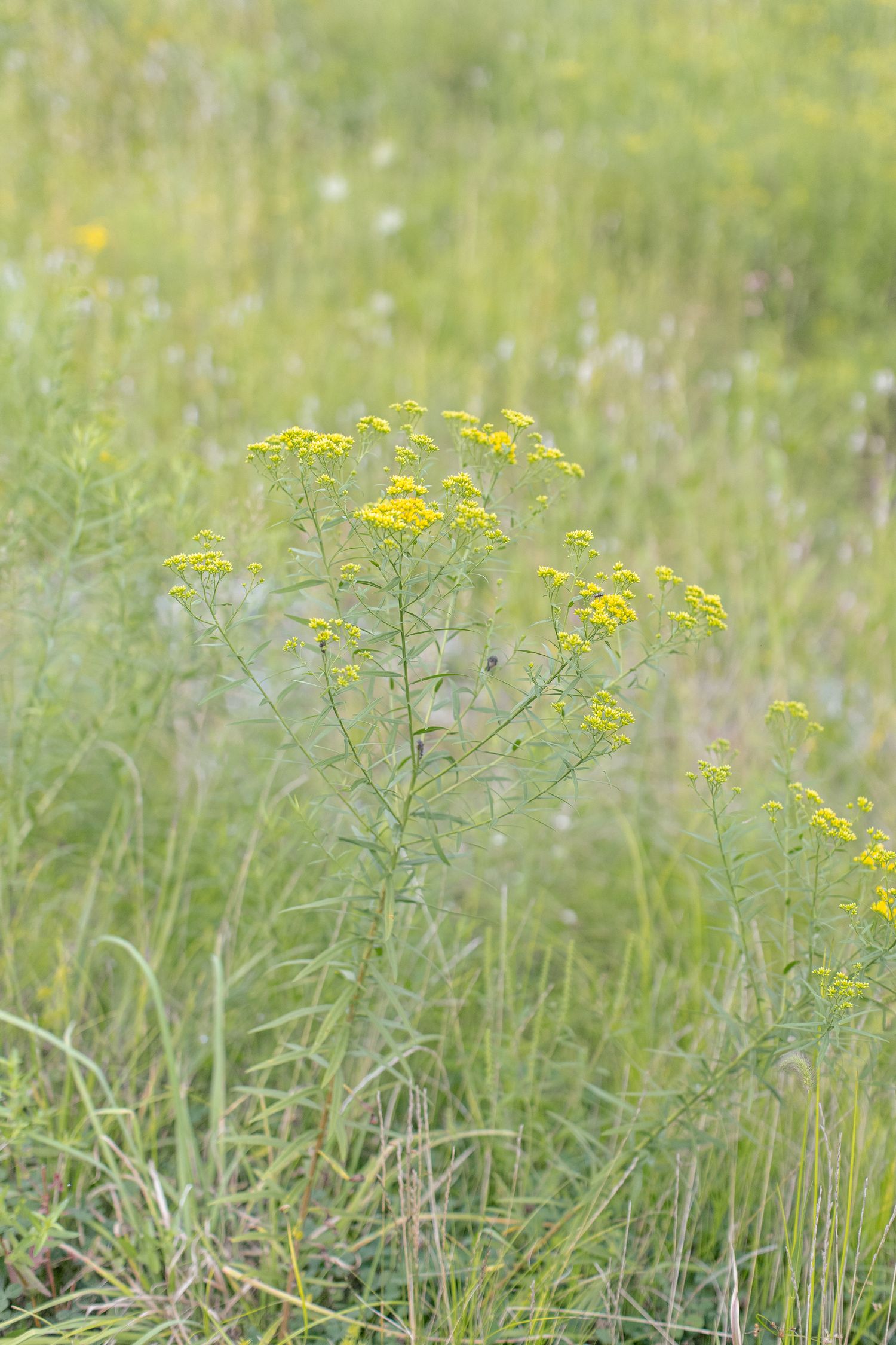 Yellow wildflowers growing tall among green grass in a summer meadow with soft bokeh background.