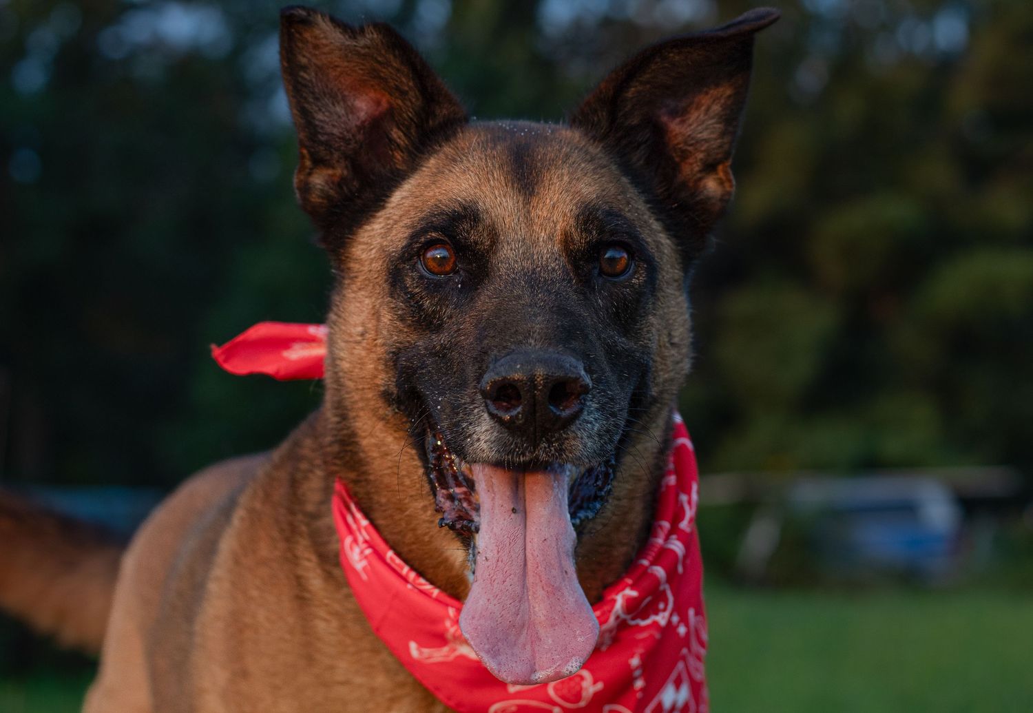 A Belgian Malinois dog wearing a red bandana poses with tongue out in an outdoor evening setting.