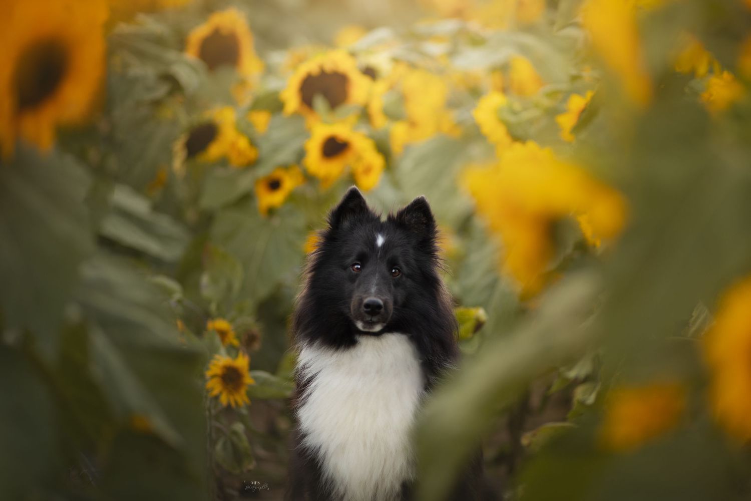 dog-portrait-photoshoot
dog-in-flowers-photoshoot