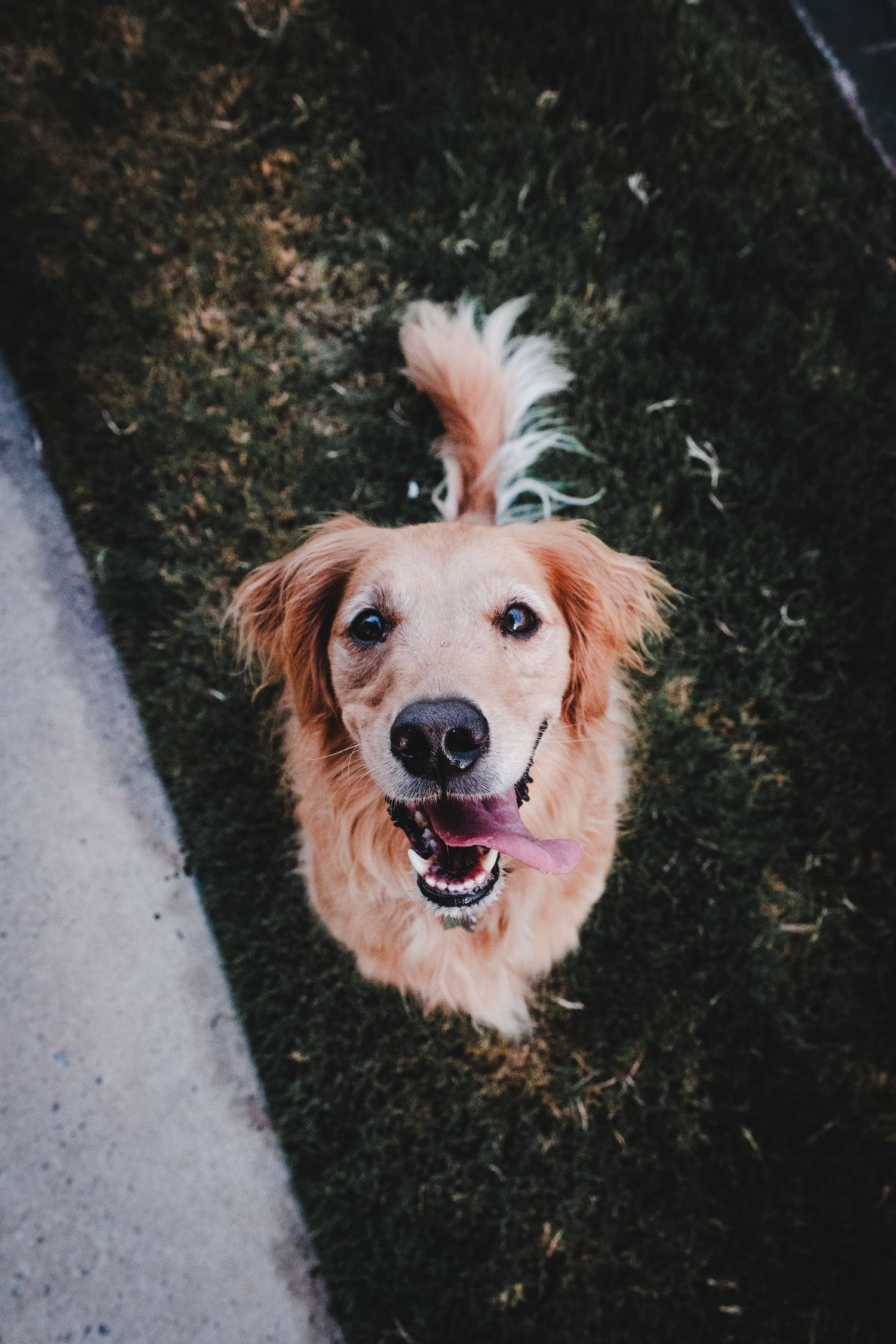 A smiling golden retriever from above peeking into view on a dark background across a four panel progression.