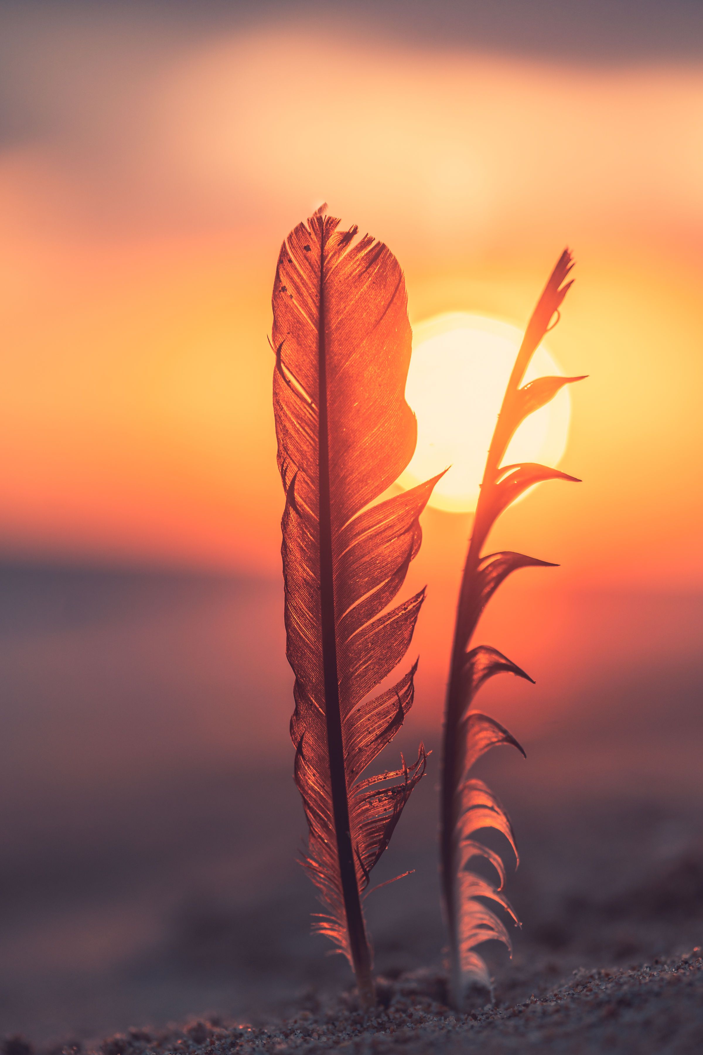 A brown feather stands upright against a vibrant orange and pink sunset sky, creating a silhouette effect.