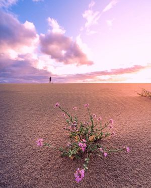 Pink wildflowers bloom in desert landscape under dramatic sunset sky with distant silhouette.