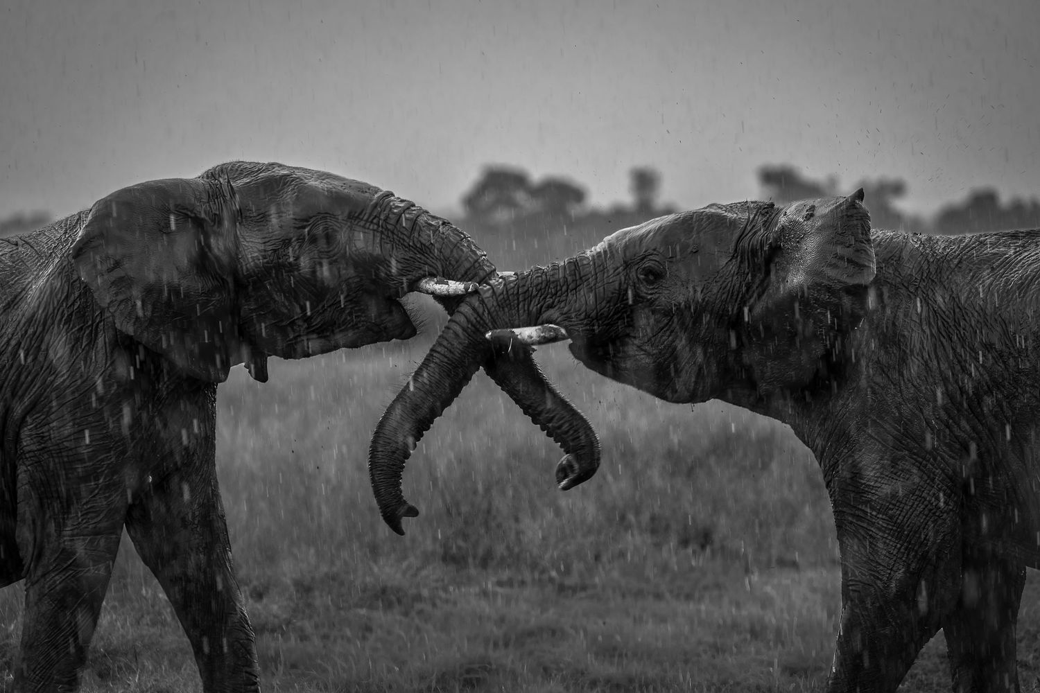 Two elephants intertwining trunks in a tender moment during a heavy rainstorm, black and white photo.