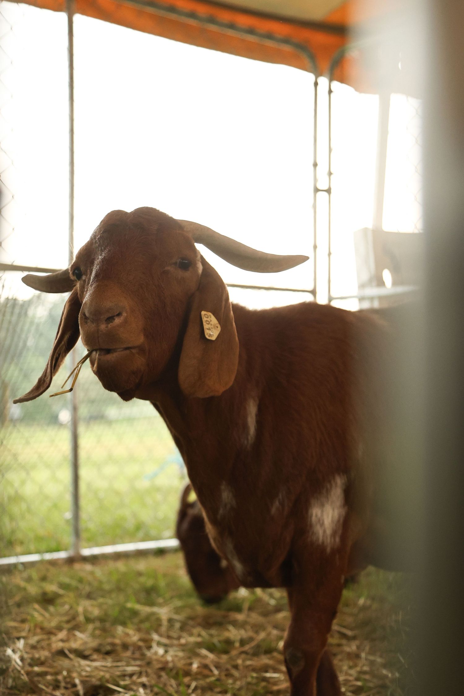 Goat at the Fair