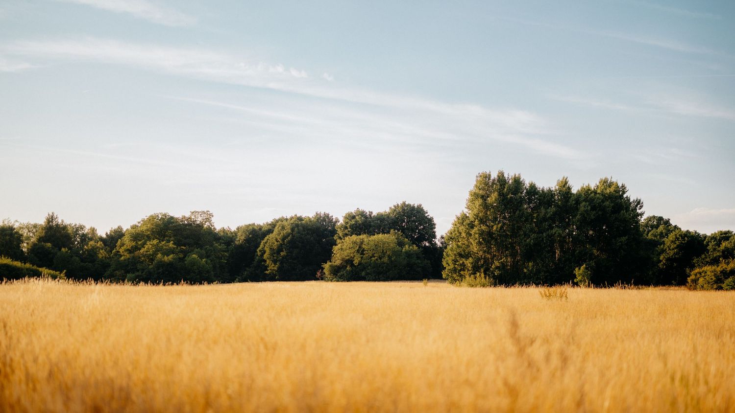 De wuivende graanvelden en het coulissenlandschap van de Achterhoek.