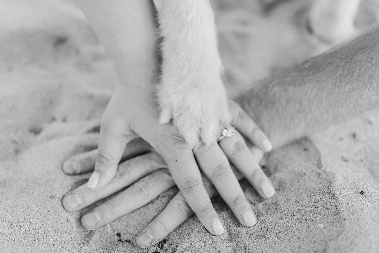 Black and white close up of human and dog paws overlapping on sand, showing companionship and connection.