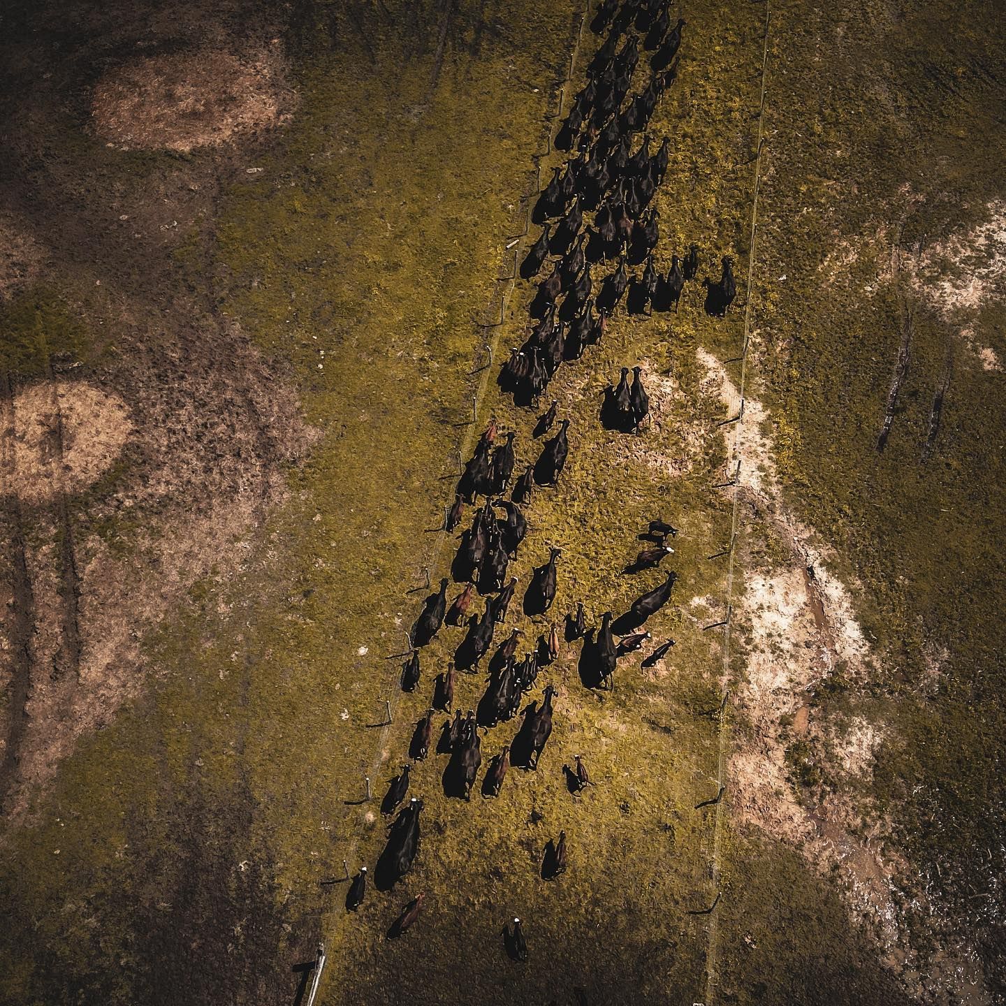 Aerial view of black cattle casting long shadows while walking in a dusty brown field during sunset.