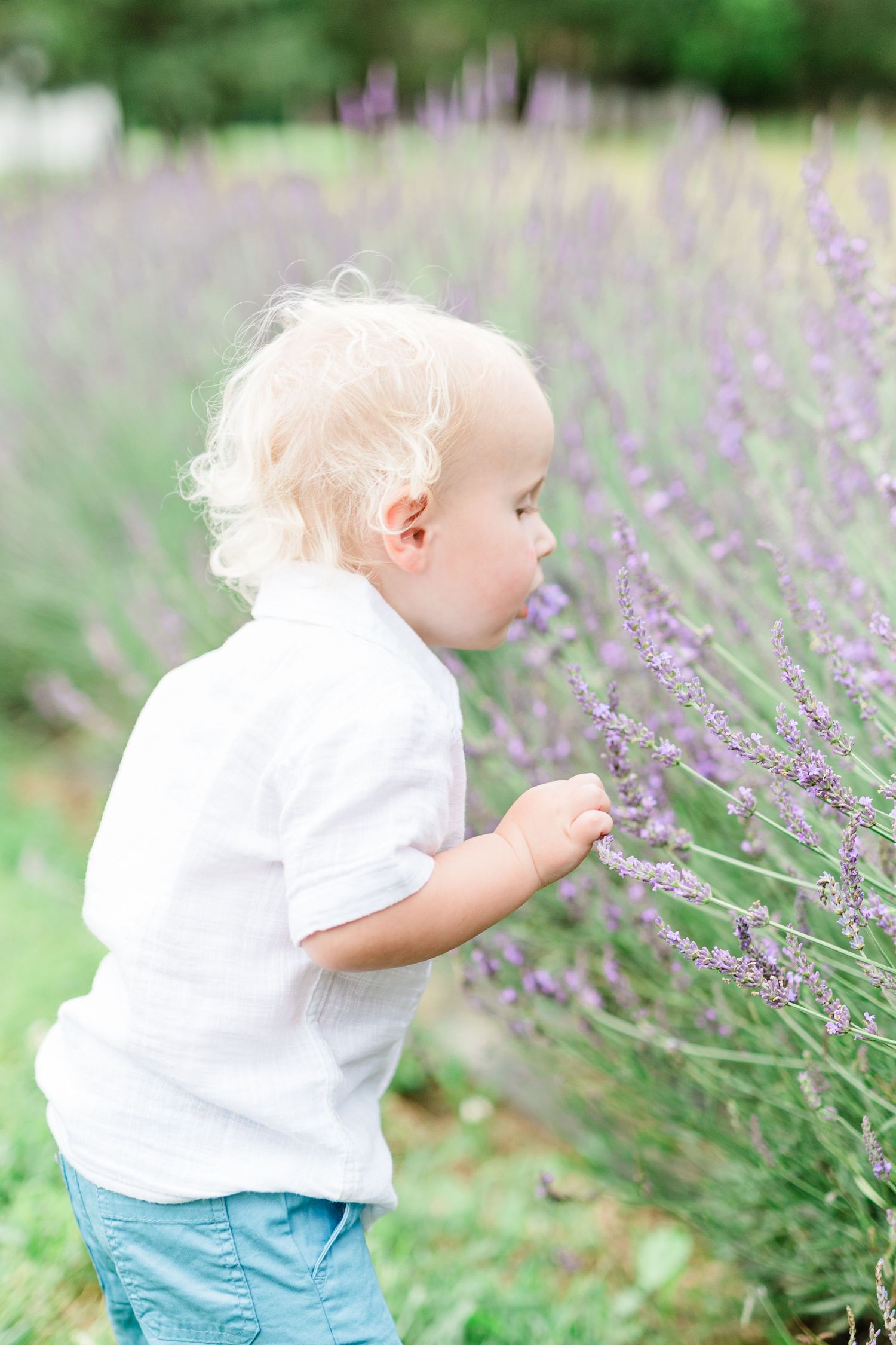 Small child in white shirt and blue shorts exploring blooming lavender plants in a garden.