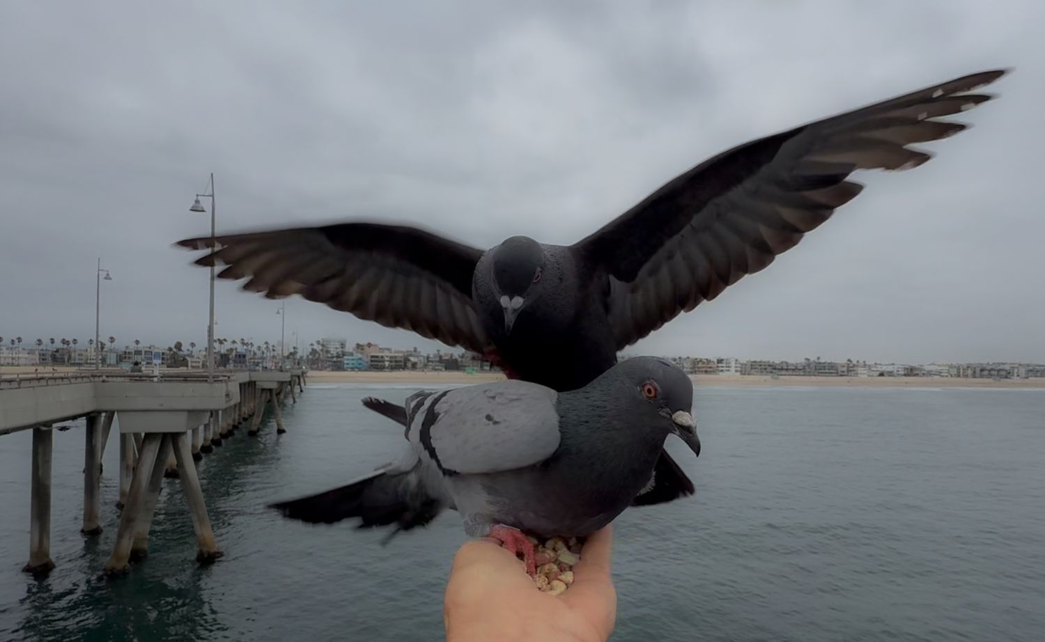 A pigeon with spread wings perches on someone's outstretched hand at a pier overlooking a harbor on an overcast day.