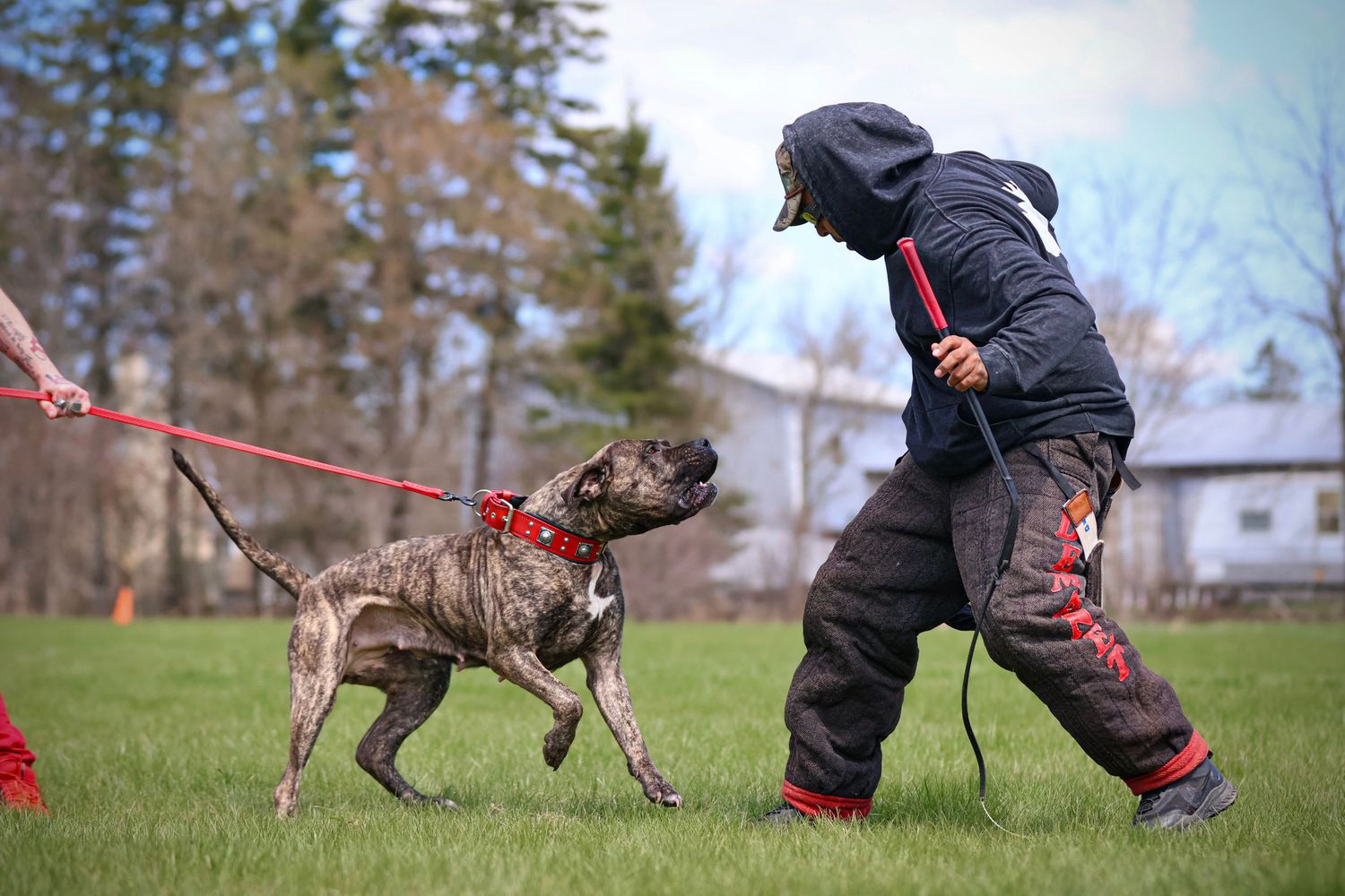 American bulldog playing