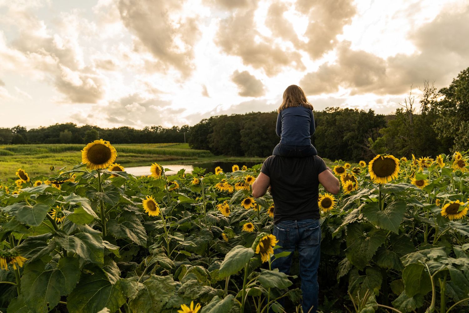 Family portraits of dad walking through sunflower field with daughter on his shoulders and fluffy clouds.