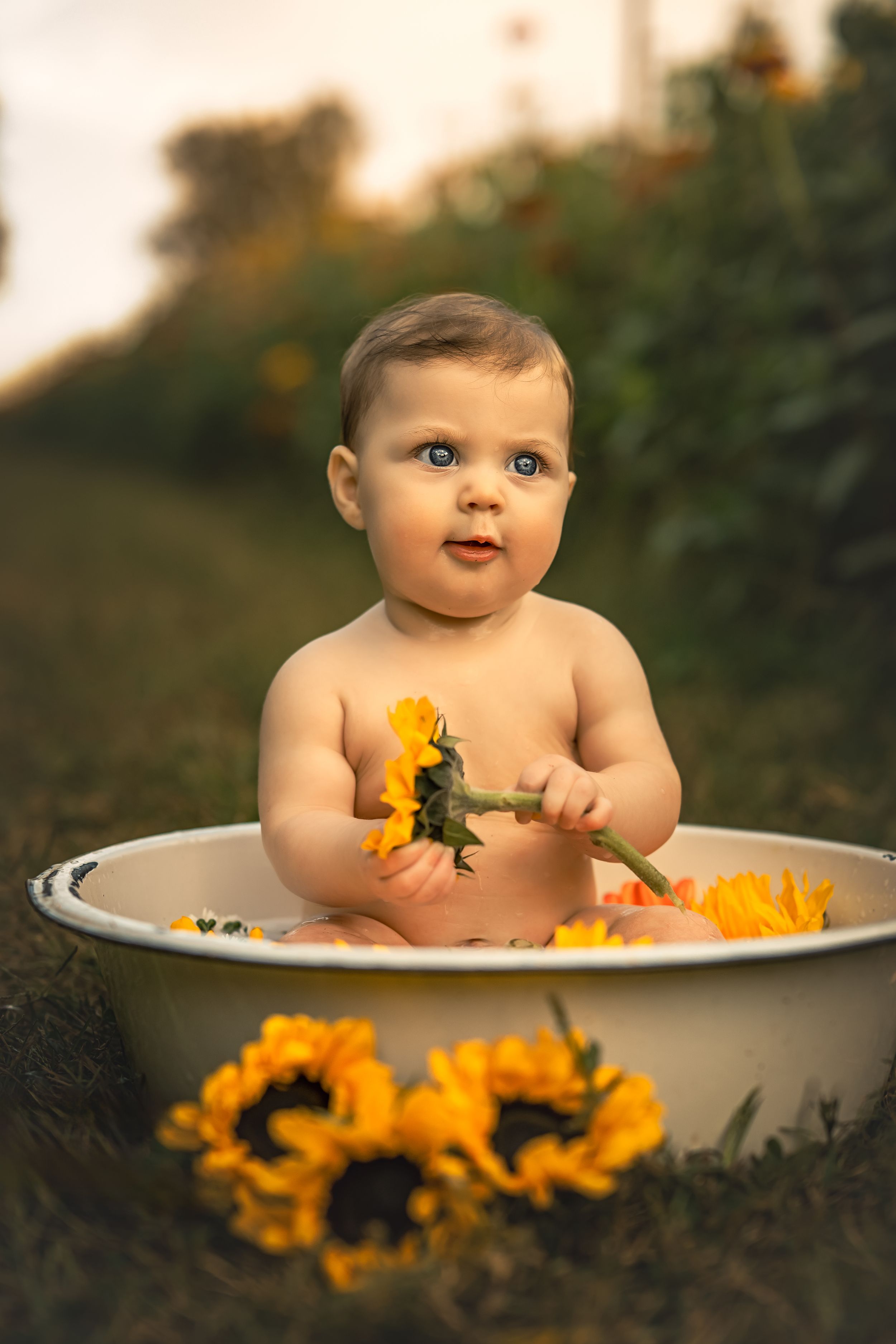 A blue-eyed baby sits in a white enamel tub holding a sunflower, surrounded by sunflowers in a field.
