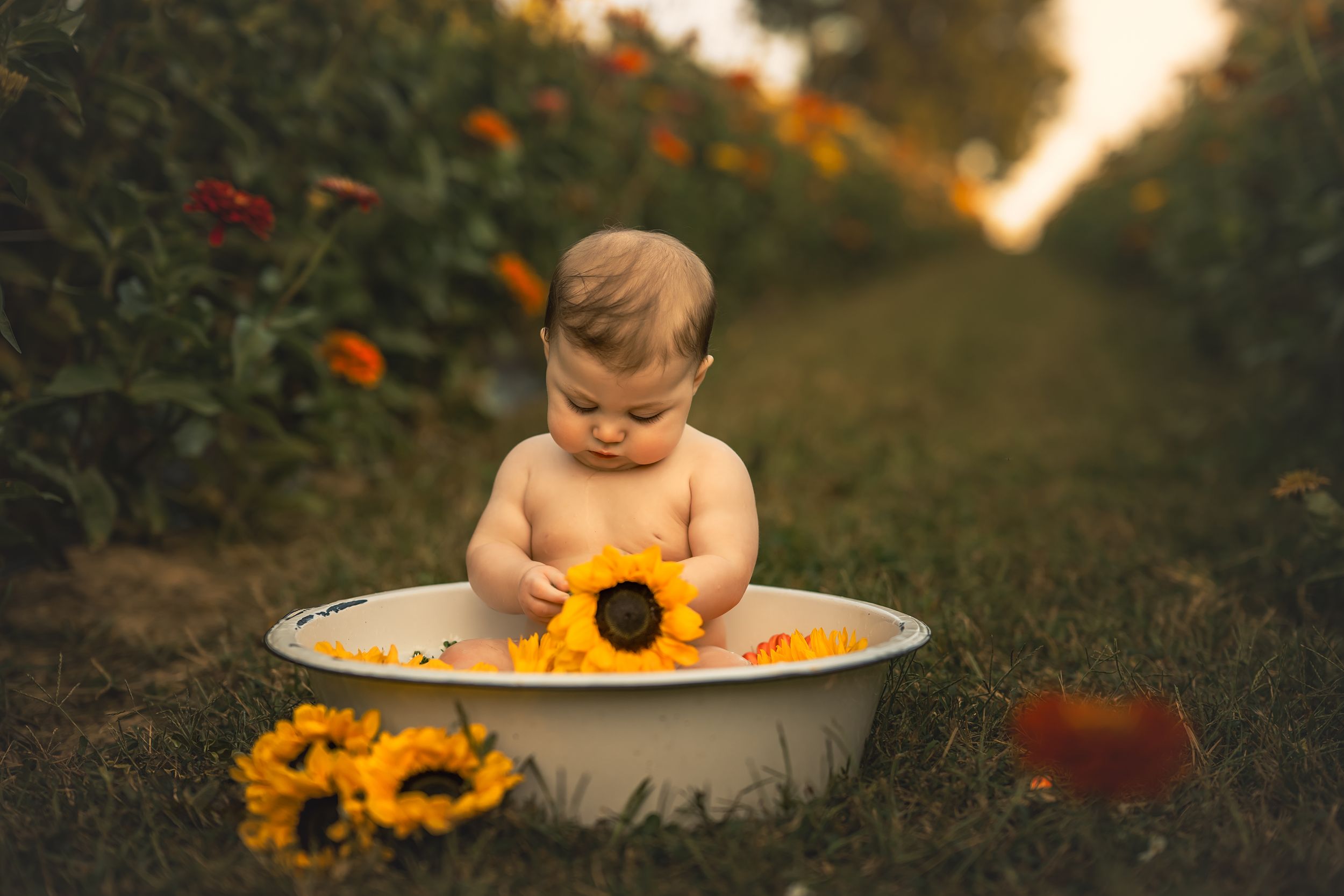 Baby sitting in a white tub with sunflowers in a garden at golden hour.