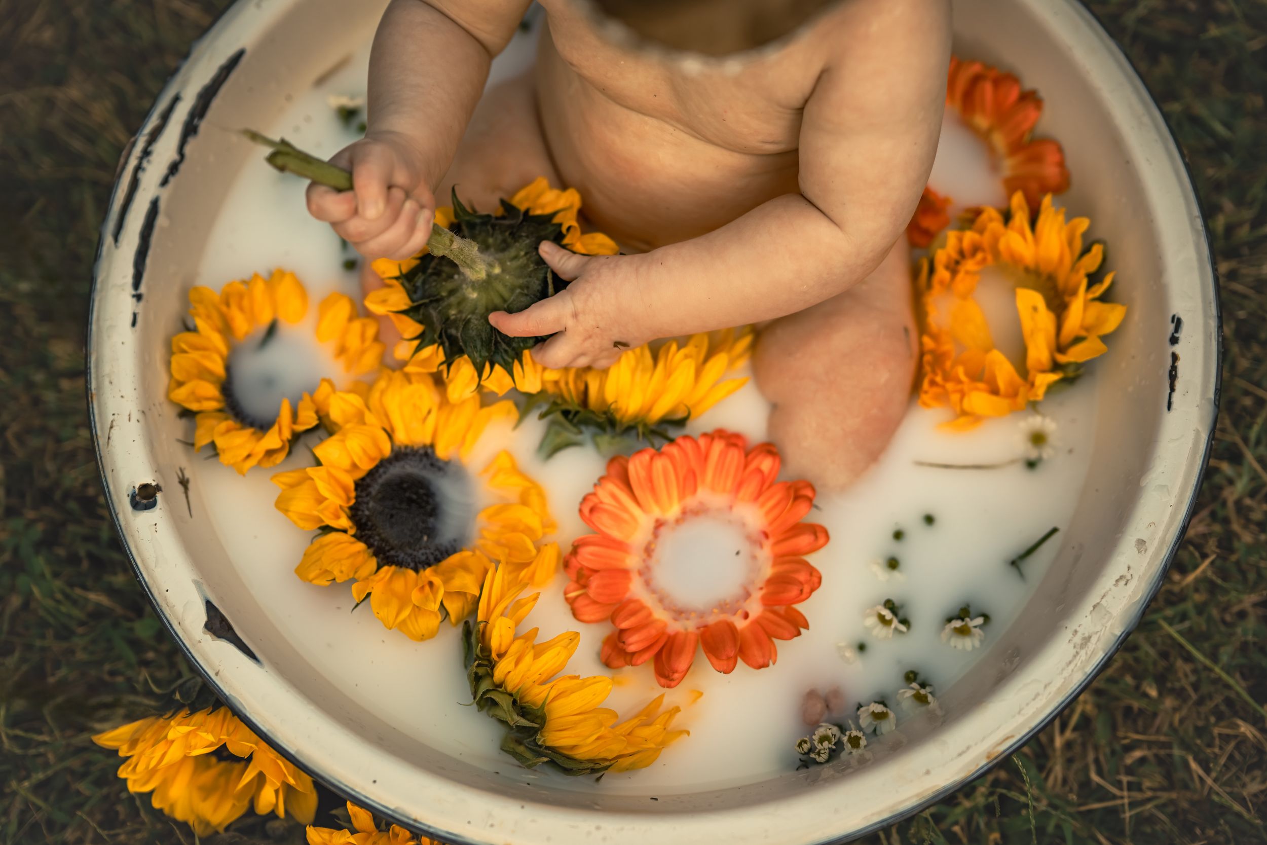 Baby sitting in a milk bath with colorful sunflowers and orange gerbera daisies in a white vintage tub.