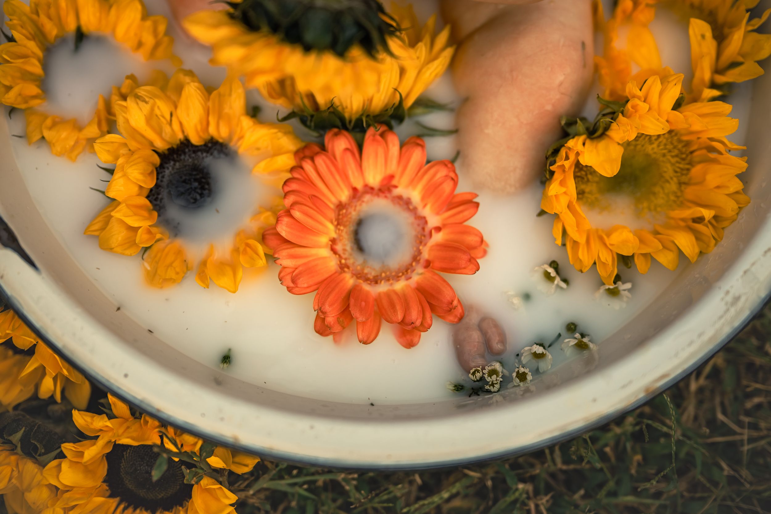 Hands touching colorful sunflowers and an orange gerbera daisy floating in a milky white bath outdoors.