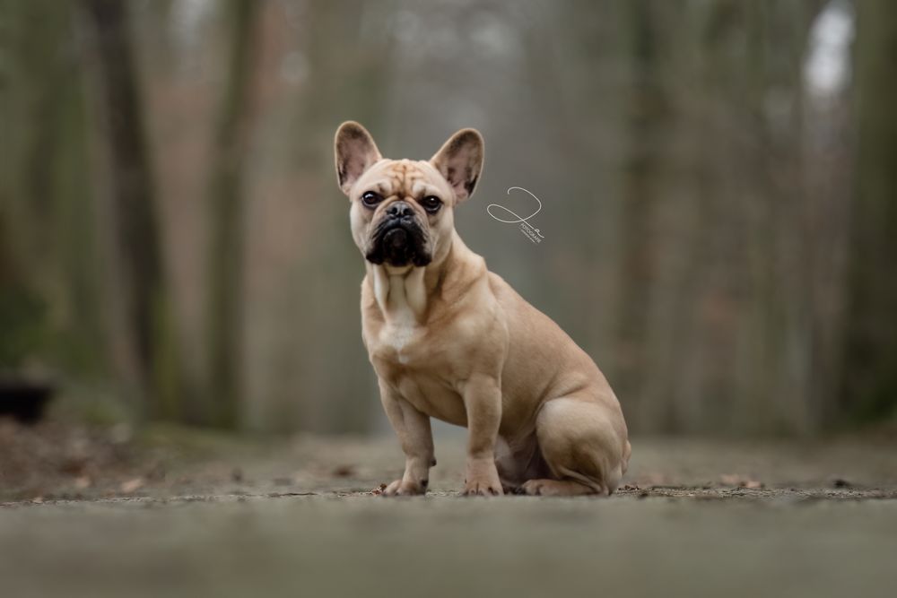 Professionele hondenfotografie Franse Bulldog in een bos JA Fotografie in België