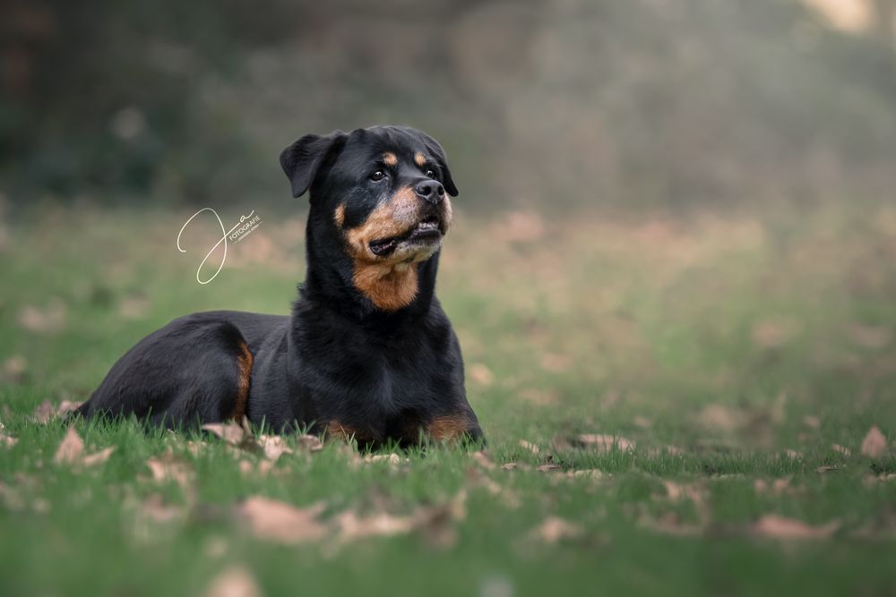 Professionele hondenfotografie Rottweiler in een park JA Fotografie in België