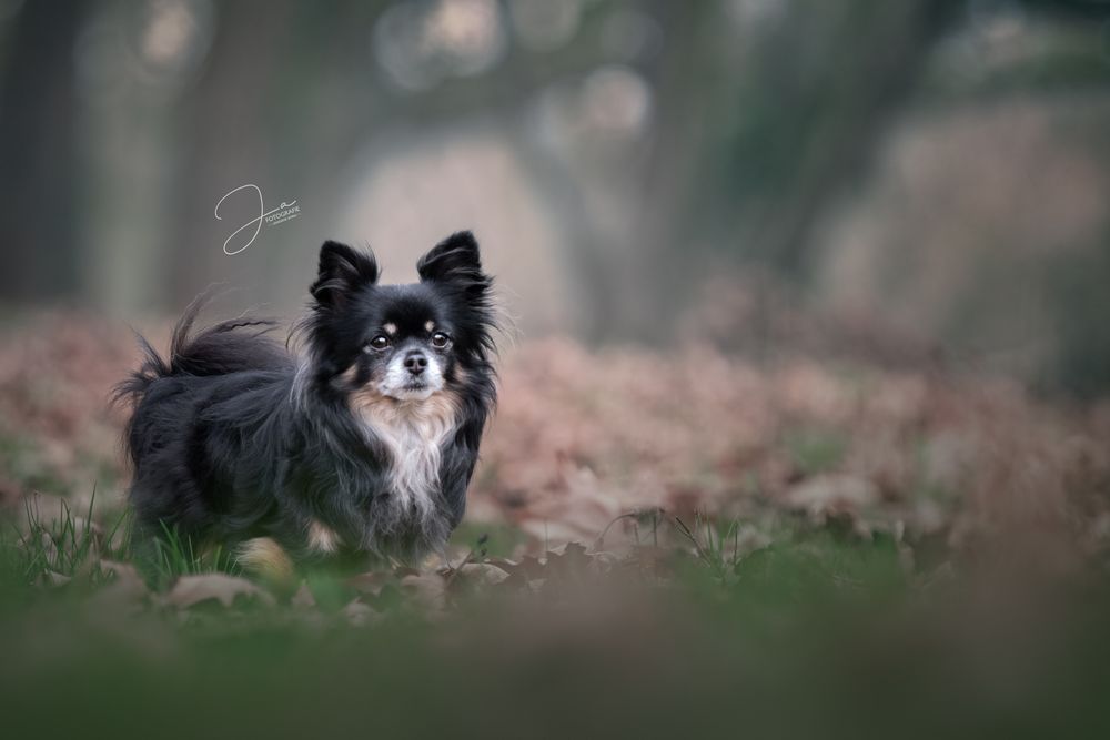 Professionele hondenfotografie Chihuahua in een park JA Fotografie in België