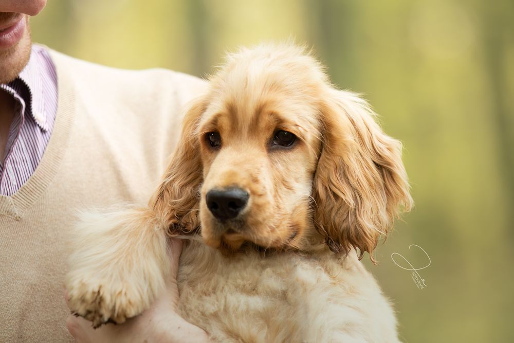 Professionele hondenfotografie Engelse Cocker puppy portret  JA Fotografie Herne
Foto van tijdens een puppyshoot