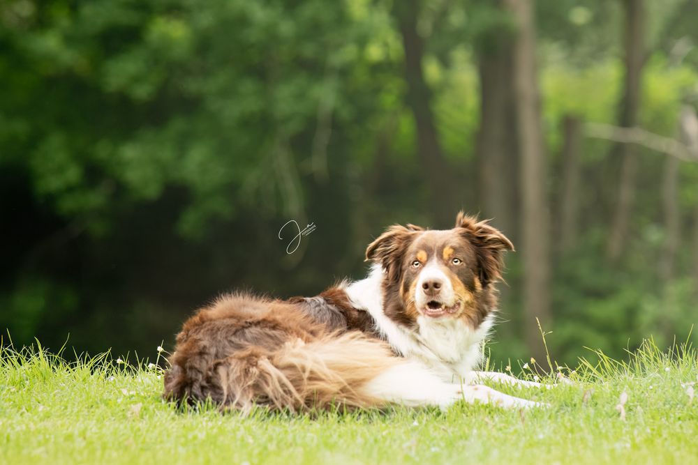 Professionele hondenfotografie Border Collie portret  JA Fotografie in Pajottegem