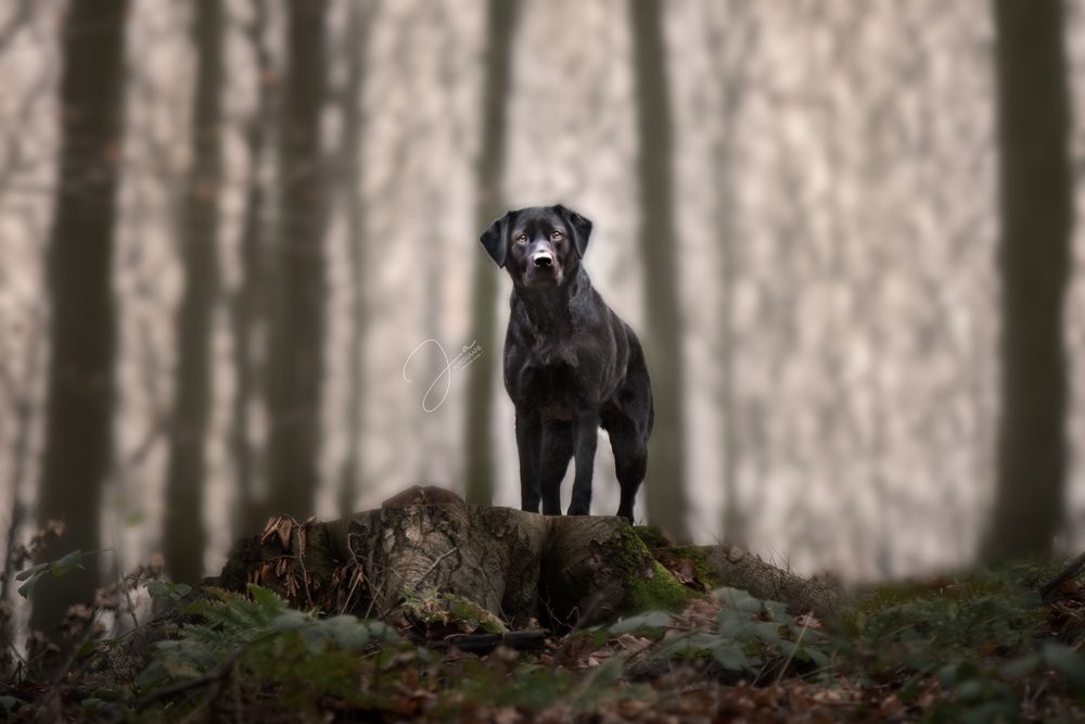 Professionele hondenfotografie Zwarte Labrador JA Fotografie in België