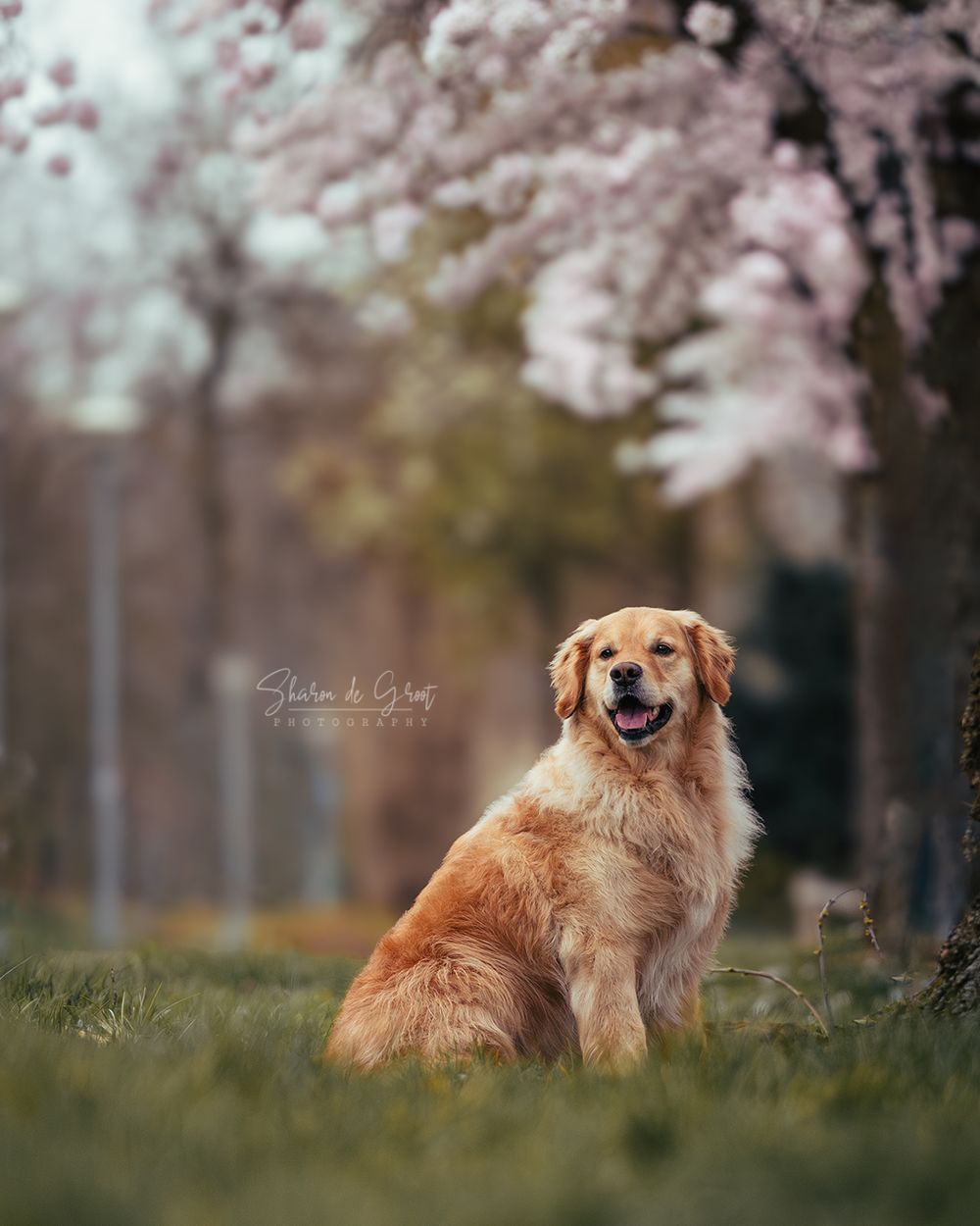 Hondenfotografie: Golden Retriever Hond bij de bloesem