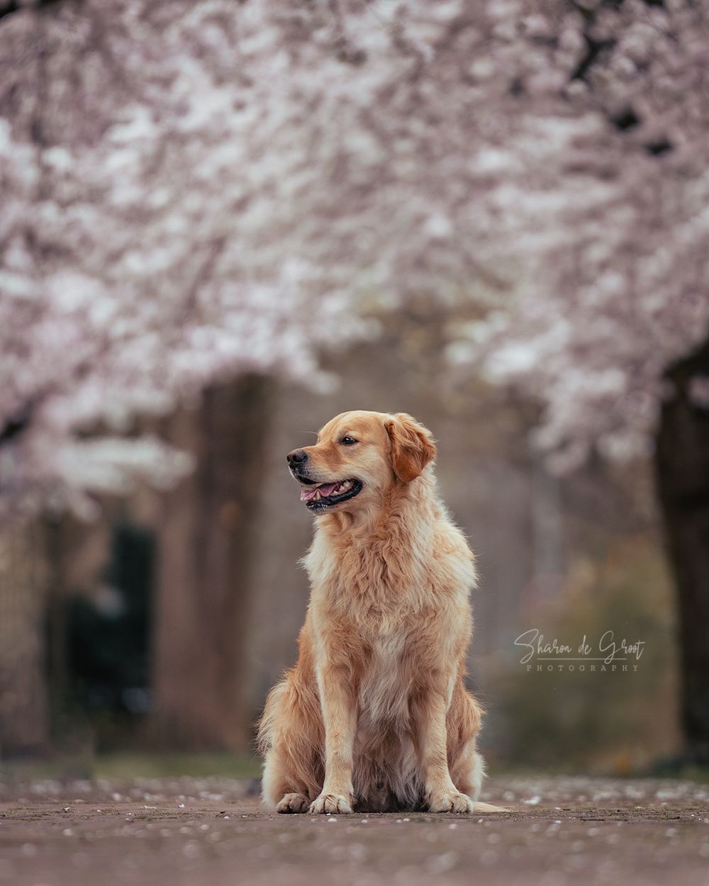 Hondenfotografie: Golden Retriever Hond bij de bloesem